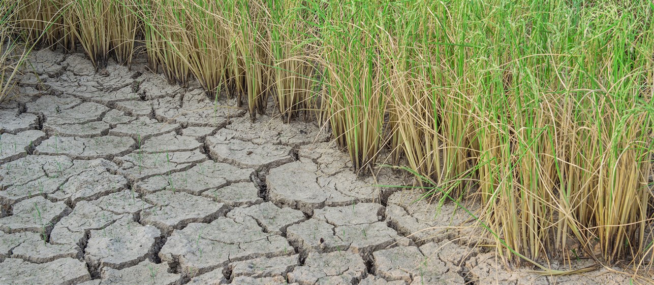 World Day to Combat Desertification and Drought 
