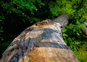 As the UN warns of unprecedented biodiversity loss, developers in the United Kingdom must take early action on new regulation to avoid costs and delays.