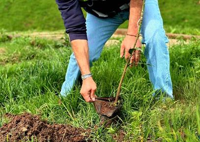 Dar Contributes to Ethiopia’s Green Legacy Initiative